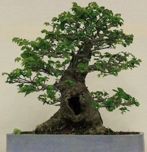 Siberian Elm (Ulmus pumila) Asiatic Dwarf Elm Tree Seeds von SVI