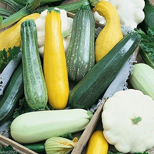 Sommer Melody Mix goldene Zucchini, Black Beauty, Grau Zucchini, Scallop 100 Samen. von SVI