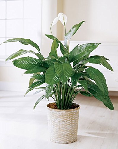 Spathiphyllum"Peace Lily" 50 Samen - Best Indoor Air Purification Zimmerpflanze für Haus und Büro von SVI