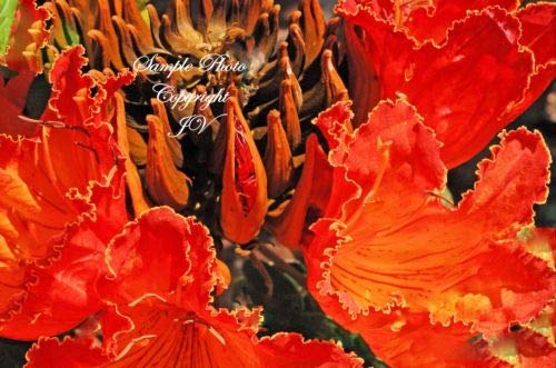 Spathodea campanulata Afrikanischer Tulpenbaum Samen Hellrot tropische Blumen (10) von SVI