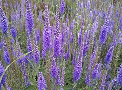 Staude Veronica Austriaca (Austrian Ehrenpreis) Blau 200 Samen von SVI