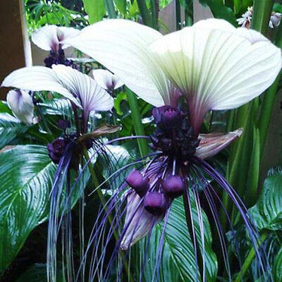 Tacca integrifolia Weiß Bat Blumensamen zieht Schmetterlinge Rare Unique (5) von SVI