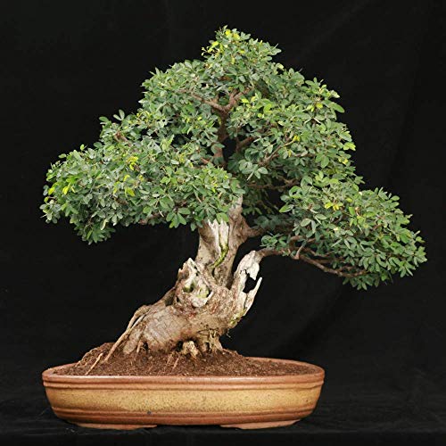 Tamarindus indica Tamarind Tree Samen Orchidee wie Blüten Container Bonsai Garten (10 Samen) von SVI