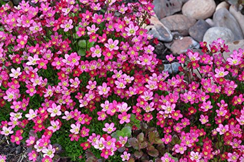 Teppich Blumensamen Saxifraga Moss 200 Samen Blumenteppich Staudensamen von SVI