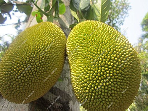 Thailand importiert Durianfrucht Samen Goldene Kissen Durian-Frucht 5pcs von SVI