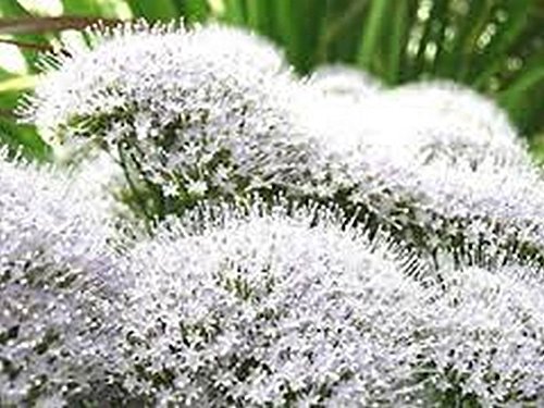 Throatwort (Trachelium caeruleum) White- 100 Samen von SVI