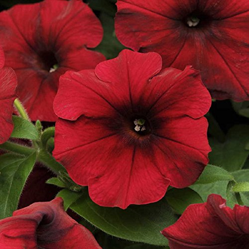 Tidal Wave Red Velour Petunia - 10 Pelletierte Seeds von SVI