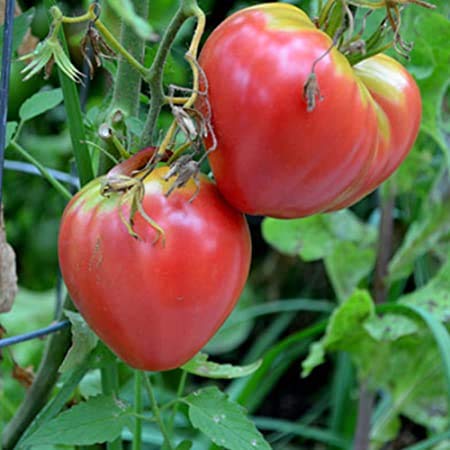 Tomato - Dark Pink Oxheart - 50 Heirloomsamen + Geschenk von SVI