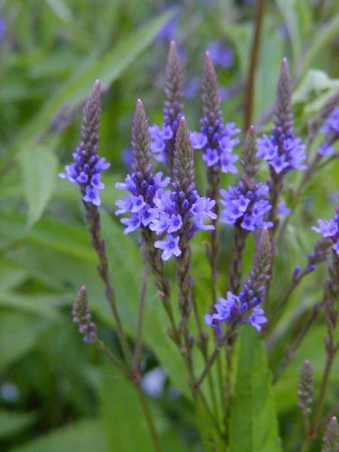 VERBENA hastata"Blue Vervain" 100 + Staudensamen von SVI