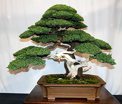 VERKAUF! 50 Wacholder Bonsai-Baum Topfblumen Büro Bonsai die Luft absorbieren schädliche Gase Wacholdersamen reinigen von SVI