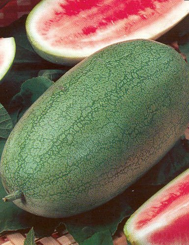 WATERMELON SEEDS CHARLESTON GRAY 100 SEEDS von SVI