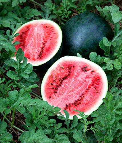 Wassermelone Samen: Bush Sugar Baby Wassermelone Samen Frische Samen (40+ Samen) von SVI