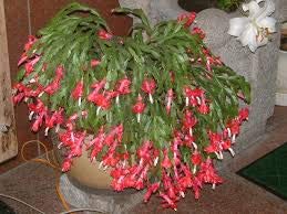 Weihnachtskaktus * Schlumbera Truncata * Thanksgiving-Kaktus * 5 frische Samen RARE von SVI