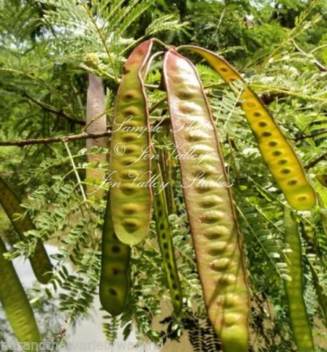 Weißkopfmimose Wilde Tamarind Samen Tropische Pflanzen Weiße Blumen-Cluster von SVI