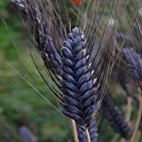 Weizen Black Knight Ziergräser Samen (Triticum aestivum) 20 + Seeds (20+) von SVI