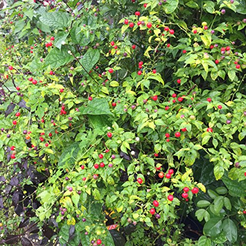 Wiri Wiri Pepper (25 Seeds) sehr schwer zu finden - C. Frutescens - Von Guyana von SVI