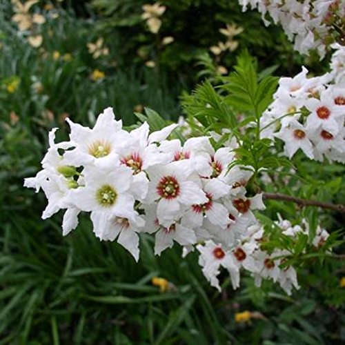 YELLOWHORN Xanthoceras sorbifolium - 5 Samen von SVI