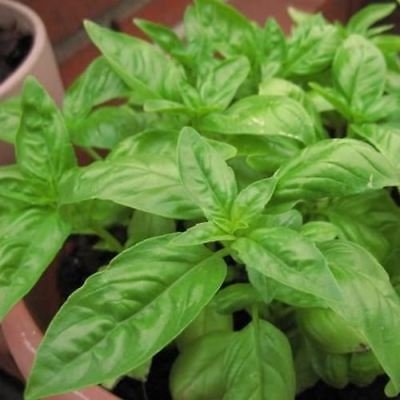 Zitrone-Basilikum Kräutersamen (Ocimum basilicum) 100 + Seeds von SVI