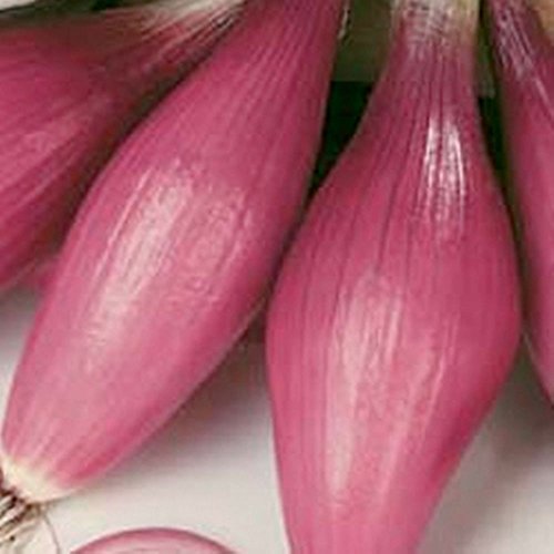 Zwiebel Rosa Lunga Di Firenze 250 Seed ausgezeichnetes Aroma, leicht süßlicher Geschmack Bunter von SVI
