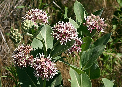 milkweed, Auffälliges rosa Blume, für Schmetterlinge, 60 Samen von SVI