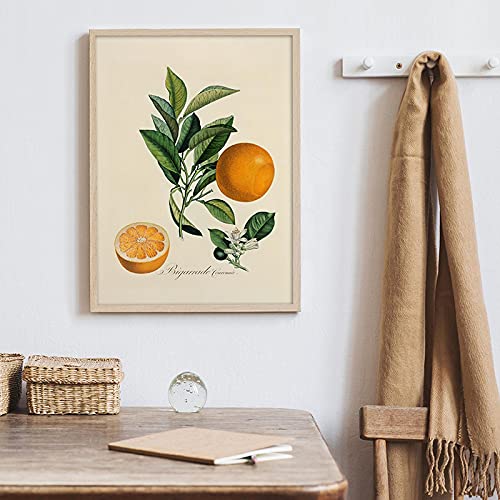 SXKJ Vintage Früchte Poster Orange Zitrone Gemälde Botanischer Leinwanddruck Antikes Bild Wandkunst Küche Wohnzimmer Wohnkultur 40x60 cm Rahmenlos von SXKJ