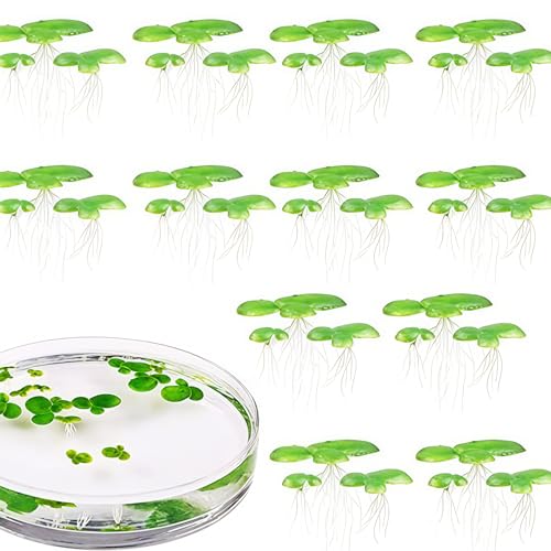 SXRQ 2 Stück Aquarien schwimmende Dekorationen schwimmende Wasserlinsen Aquarium Zucht Dekoration Aquarium Dekoration SXRQ 2 Stück Aquarien schwimmende Dekorationen schwimmende Wasserlinsen Aquarium Zucht Dekoration Aquarium Dekoration von SXRQ