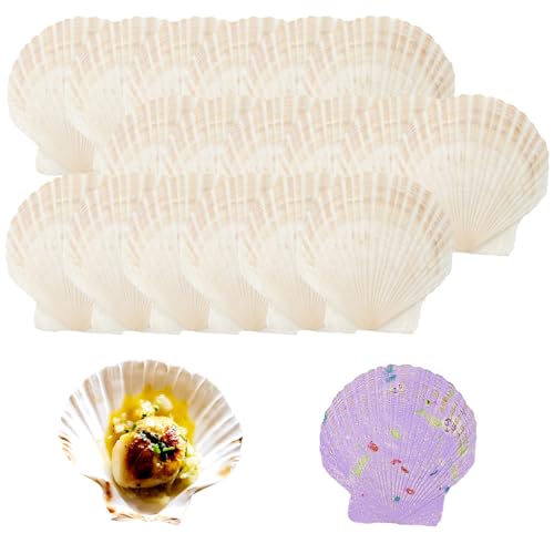 SZYLJSY 18 Stück Muscheln Natürliche Muschel, 10CM-12CM Weiße Muschel Jakobs Muschel Kleine Muscheln für Handwerk Hochzeit Dekoration Strand Theme Party, Fischtank und Vase Füller von SZYLJSY