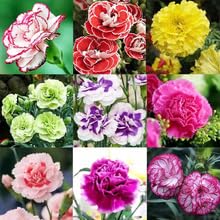 100 Pcs Dianthus 'Carnation' mit gemischten Farben, Blüte der vier Jahreszeiten, Innenhof -Balkon leicht zu überleben, Muttertagsgeschenk 100 Pcs Dianthus 'Carnation' mit gemischten Farben, Blüte der vier Jahreszeiten, Innenhof -Balkon leicht zu überleben, Muttertagsgeschenk von SZZLXYMT