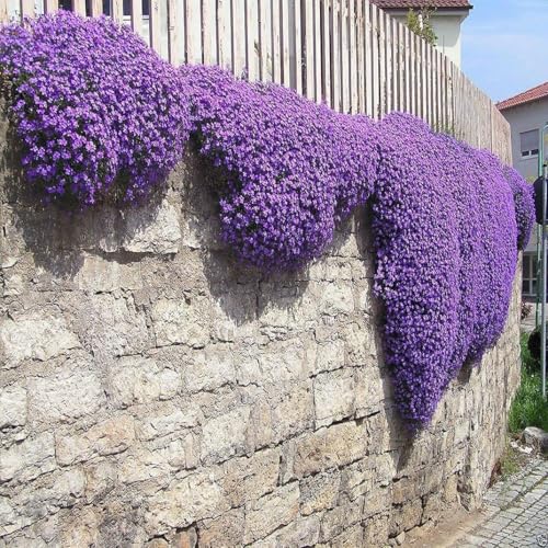 1000pcs Creeping Thyme Seeds Flower Seeds Ground Cover Seed Carpet Evergreen Plant Garden Plant Decor for Garden Lawn Red Rock Cress Seed (Purple) von SZZLXYMT