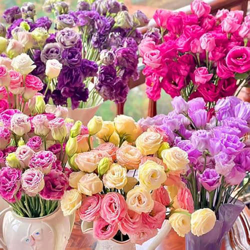 300 pcs Samen Eustoma,Eustoma Grandiflorum Samen,Mischung Eustoma Samen,Bunt Eustoma Samen,Geeignet Zum Pflanzen in Garten und Balkon 300 pcs Samen Eustoma,Eustoma Grandiflorum Samen,Mischung Eustoma Samen,Bunt Eustoma Samen,Geeignet Zum Pflanzen in Garten und Balkon von SZZLXYMT