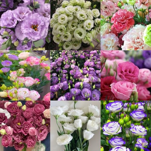 300 pcs Samen Eustoma,Eustoma Grandiflorum Samen,Mischung Eustoma Samen,Bunt Eustoma Samen,Geeignet zum Pflanzen in Garten und Balkon 300 pcs Samen Eustoma,Eustoma Grandiflorum Samen,Mischung Eustoma Samen,Bunt Eustoma Samen,Geeignet zum Pflanzen in Garten und Balkon von SZZLXYMT