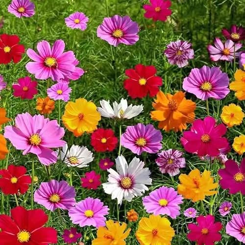 5000 Stück Wildblumensamen blühen im Frühjahr und Sommer, leicht zu überleben, Blumensamen Garten 5000 Stück Wildblumensamen blühen im Frühjahr und Sommer, leicht zu überleben, Blumensamen Garten von SZZLXYMT