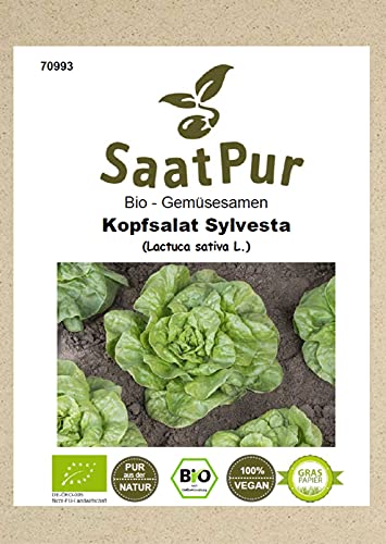 Bio Gemüse Samen Kopfsalat Sylvesta Saatgut ertragreich zarte grüne Blätter für ca. 60 Pfl. von SaatPur