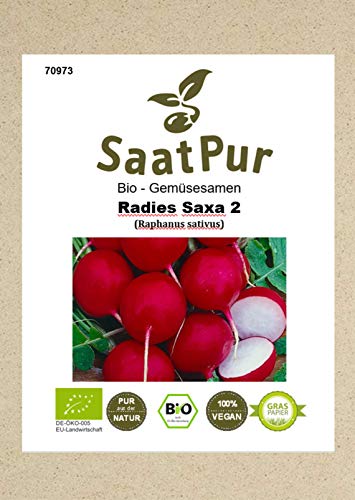 Bio Gemüse Samen Radieschen Saxa 2 frühe knackige milde Sorte von SaatPur