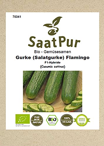 Bio Gemüse Samen Salatgurke Flamingo F1 Gewächshausgurke bitterfrei Saatgut für ca. 6 Pfl. von SaatPur