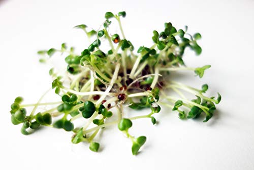 Bio Keimsprossen - schwarzer Rettich Radish Black - Sprossen Microgreen - 250 g von SaatPur