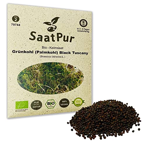 Black Tuscany (Palmkohl) BIO Keimsprossen von SaatPur - Keimsaat für Grünkohl Sprossen, Microgreens - 20g von SaatPur