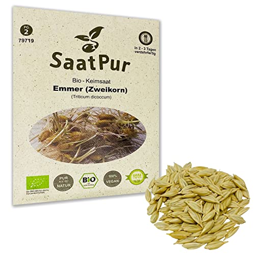 Emmer BIO Keimsprossen von SaatPur - Zweikorn Sprossensaat 60g Ur-Getreide Weizengras von SaatPur