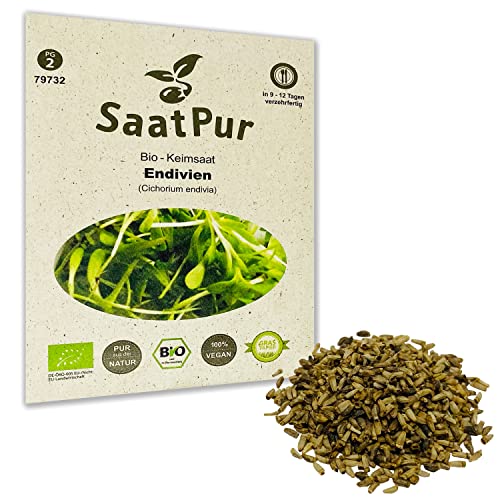 Endivien BIO Keimsprossen von SaatPur - Sprossen, Microgreens - 20g von SaatPur