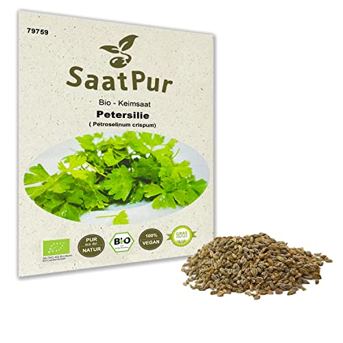 Petersilie BIO Keimsaat Keimsprossen von SaatPur - Sprossen Microgreen - 20g Samen Mikrogrün Kräuter Küche von SaatPur