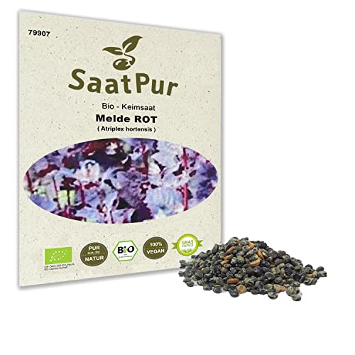 SaatPur® Saatgut Bio-Keimsprossen Melde Rot 5g, hohe Keimkraft, Micro-Greens für vitaminreiche, vegan, Keimsaat Sprossen Samen mikrobiologisch untersucht, nachhaltige Graspapier-Verpackung von SaatPur