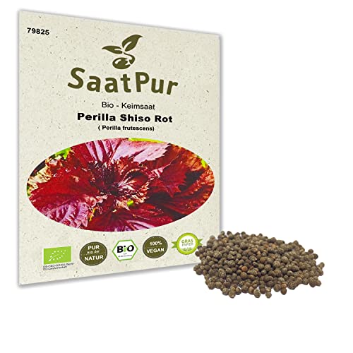 SaatPur® Saatgut Bio-Keimsprossen Perilla Shiso rot 2g, hohe Keimkraft, Micro-Greens für vitaminreiche, vegan, Keimsaat Sprossen Samen mikrobiologisch untersucht, nachhaltige Graspapier-Verpackung von SaatPur