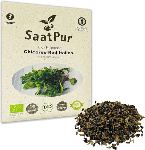 SaatPur Bio Keimsprossen - Chicory Red Italico - Keimsaat für die Sprossenzucht zuhause - 15g von SaatPur