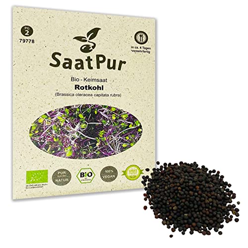 SaatPur Bio Keimsprossen - Keimsaat für Rotkohl Sprossen, Microgreens - 20g von SaatPur