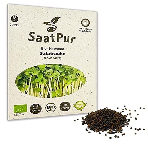 BIO Keimsprossen von SaatPur - Keimsaat für Salatrauke Rauke Sprossen, Microgreens - 75g von SaatPur