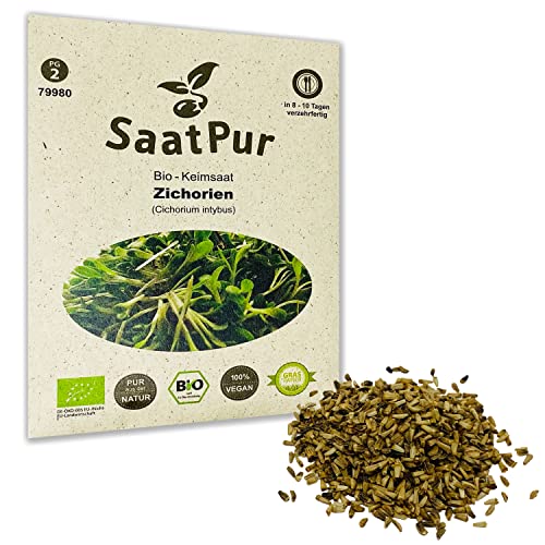 Zichorien BIO Keimsprossen Samen von SaatPur - Keimsaat für Sprossen, Microgreens - 20g von SaatPur