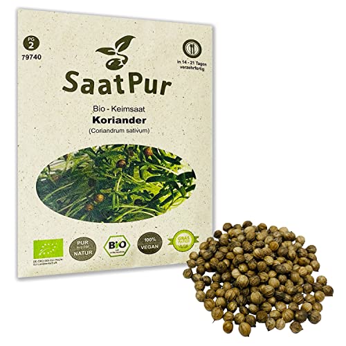 SaatPur Bio Keimsprossen - Koriander Sprossen, Microgreen - 50g von SaatPur