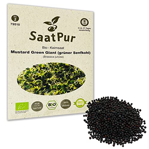 Mustard Green Giant BIO Keimsprossen von SaatPur - grüner Senfkohl Senf Sprossen, Microgreen - 20g von SaatPur