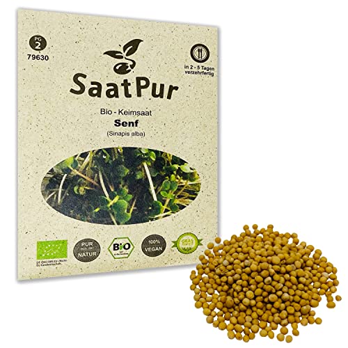 Senf Mustard BIO Keimsprossen von SaatPur - Sprossen, Microgreens - 50g von SaatPur