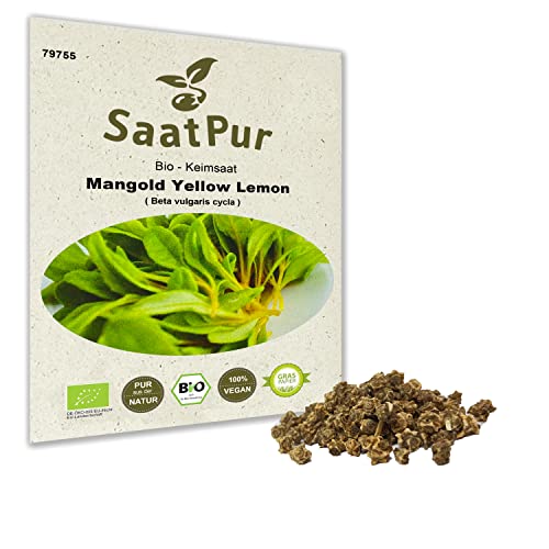 SaatPur Bio Samen gelber Mangold Yellow Keimsaat Mikrogrreen Keimsprossen Sprossen Microgreen - 30g - zur Aussaat auf Erde von SaatPur